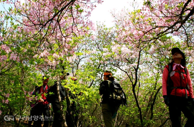 축령산자연휴양림 내 수리산 철쭉을 찾은 상춘객들(사진=경기도 산림환경연구소)