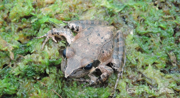 식용개구리 인기 종 북방산 개구리 성체(사진=경기도농업기술원)