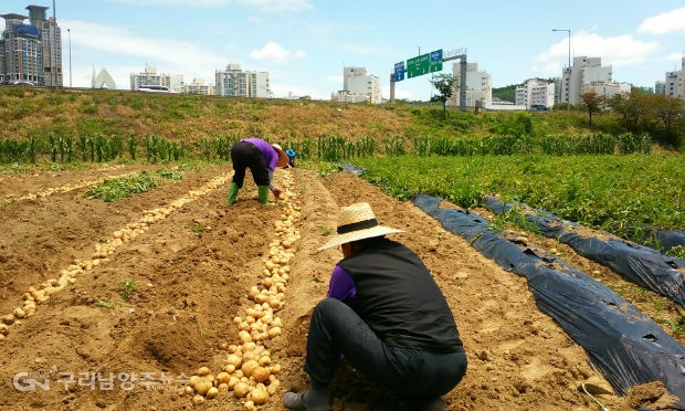 감자를 수확하는 남양주시 도농동 새마을지도자협의회 회원들(사진=남양주시)