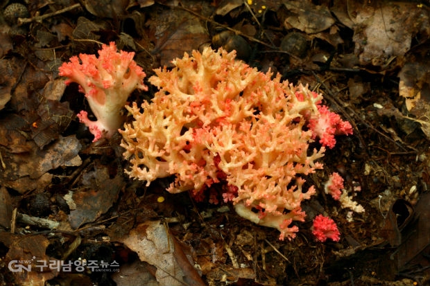 꾸미기 붉은싸리버섯(독버섯)(사진=농기원)