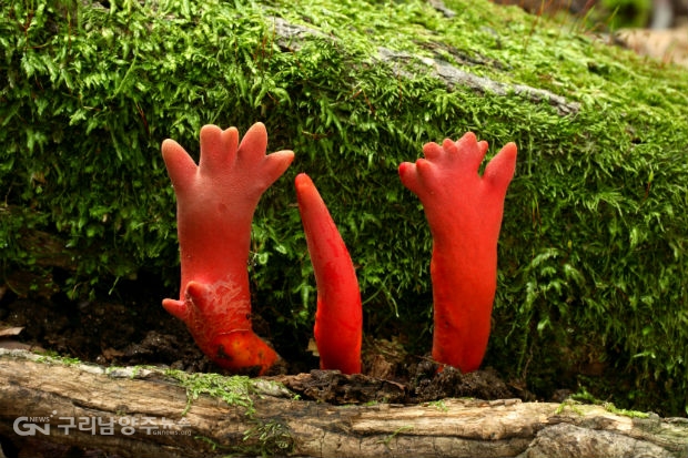 붉은사슴뿔버섯(독버섯)(사진=농기원)