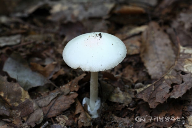 흰알광대버섯(맹독 Amatoxins 함유: 출혈성 위염, 급성 신부전, 간부전)(사진=농기원)