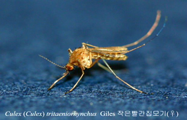 일본뇌염 매개모기, 작은빨간집모기 암컷(사진=질병관리본부)