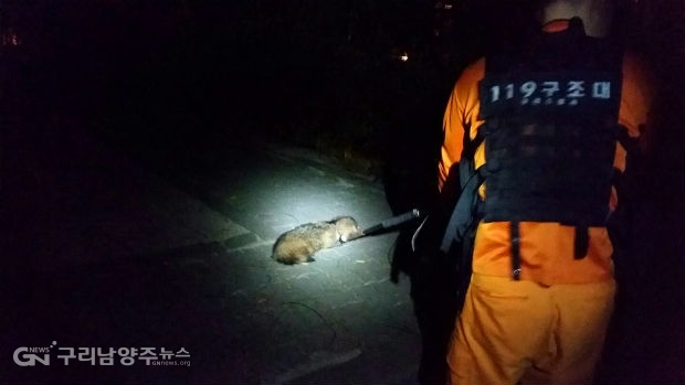 구리소방서가 지난 9일 밤 10시경 교문동 한 빌라 인근에서 배회하고 있는 야생 너구리 한 마리를 포획해 구리시청 환경과로 인계했다.(사진=구리소방서)