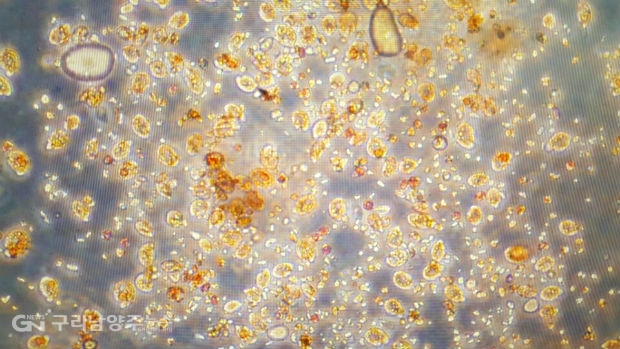 음식물쓰레기를 섭취한 해양원생생물의 현미경 사진(사진=차세대융합기술연구원)