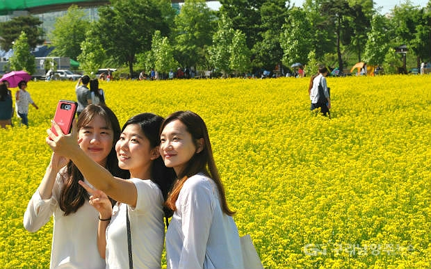 제16회 구리유채꽃축제. 사진(2016년 5월 14일) ©구리남양주뉴스