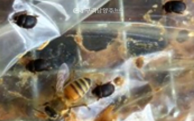 벌집에 나타난 작은벌집딱정벌레(사진=경기도 동물위생시험소)