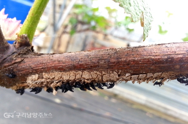 부화하고 있는 꽃매미 약충(사진=경기도농업기술원)