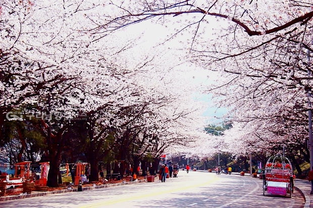 과천 벚꽃길(사진=경기관광포털)