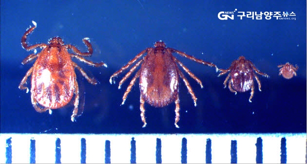작은소피참진드기 암컷, 수컷, 약충, 유충 순서(눈금 한 칸: 1mm)(사진=질병관리본부)