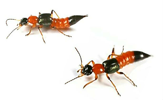 청딱지개미반날개(Paederus fuscipes) 벌레 일명 ‘화상벌레’(사진=남양주시)