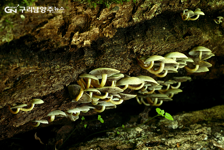 독버섯 노란개암버섯(사진 제공=국립수목원)